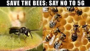 bees