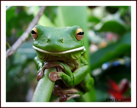 frog