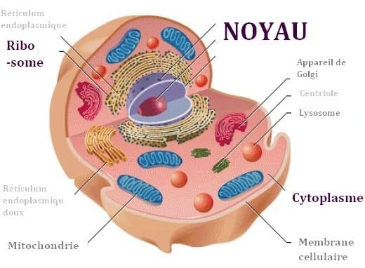 La cellule