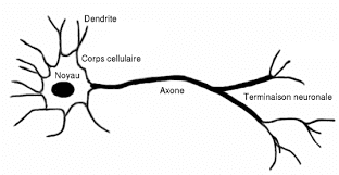 Un neurone