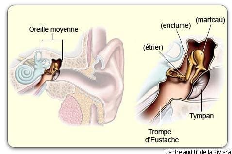 L'oreille moyenne