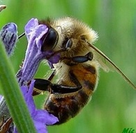 abeille