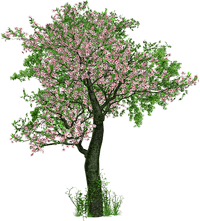 arbre
