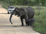 lphants
