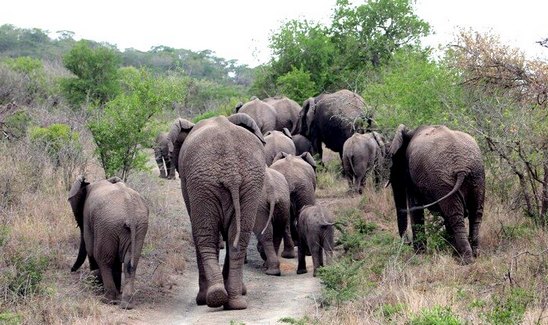 elephants
