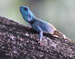 Iguane