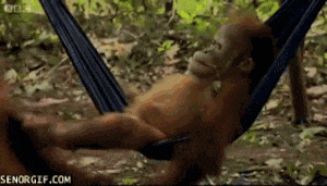 monkey
