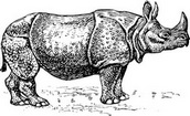 Rhino