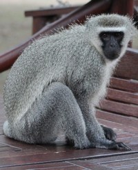 singe